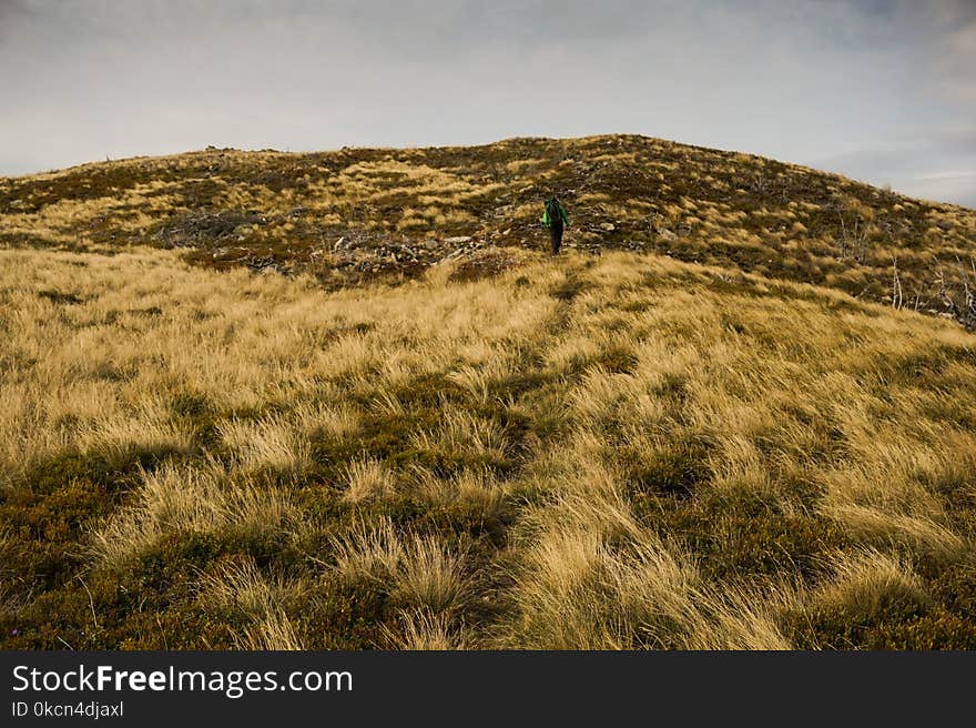 Landscape Photography of Green Grass Field