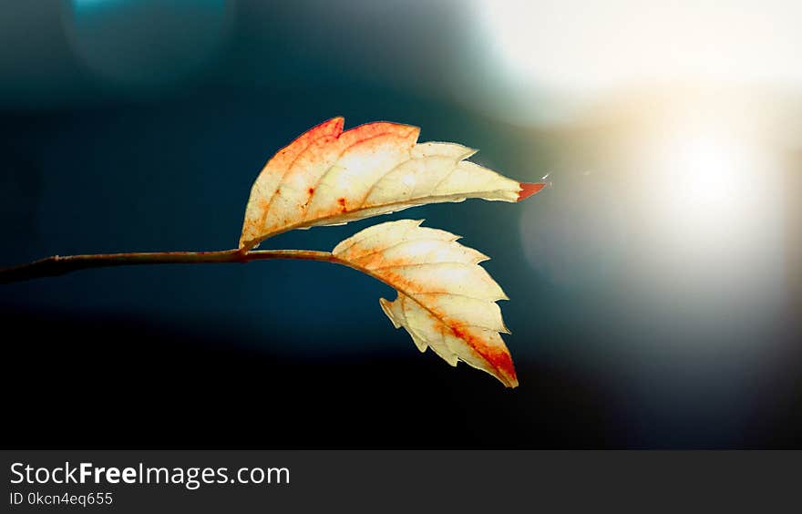 Two White Leafs