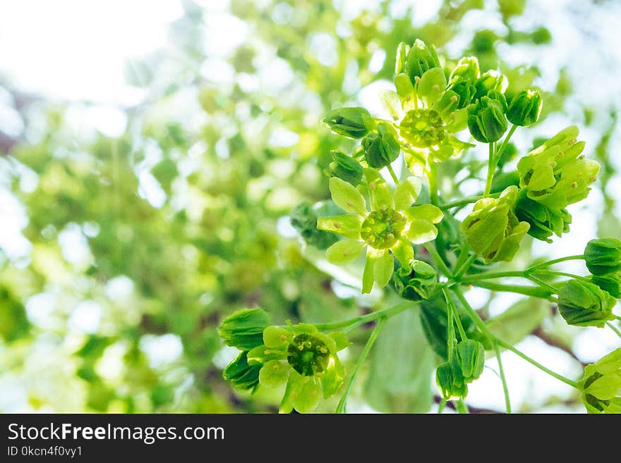 Tilt Shift Photography of Green Flowers