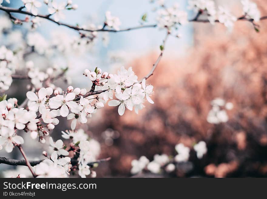 Close-up Photography of Cherry Blossoms