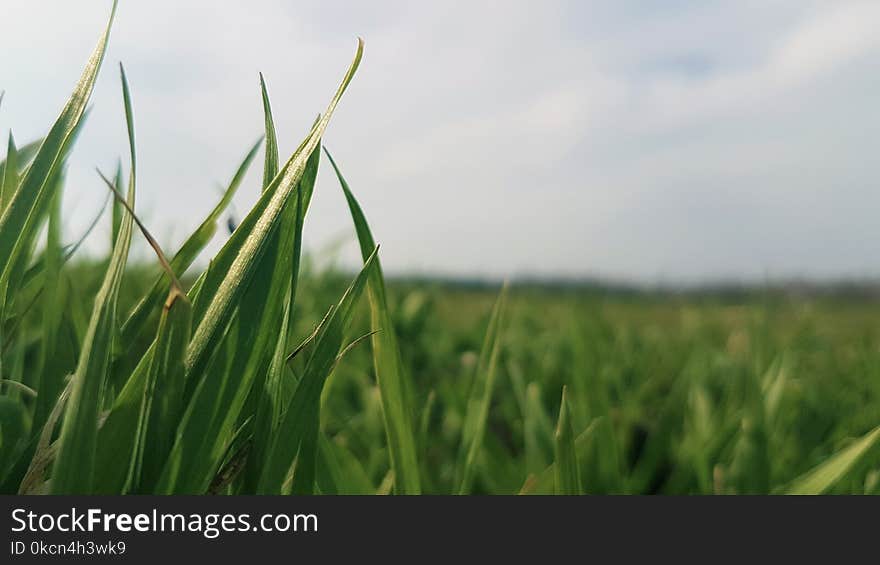 Shallow Focus Photography of Green Grass Field