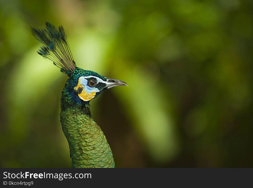 Photo of Peafowl