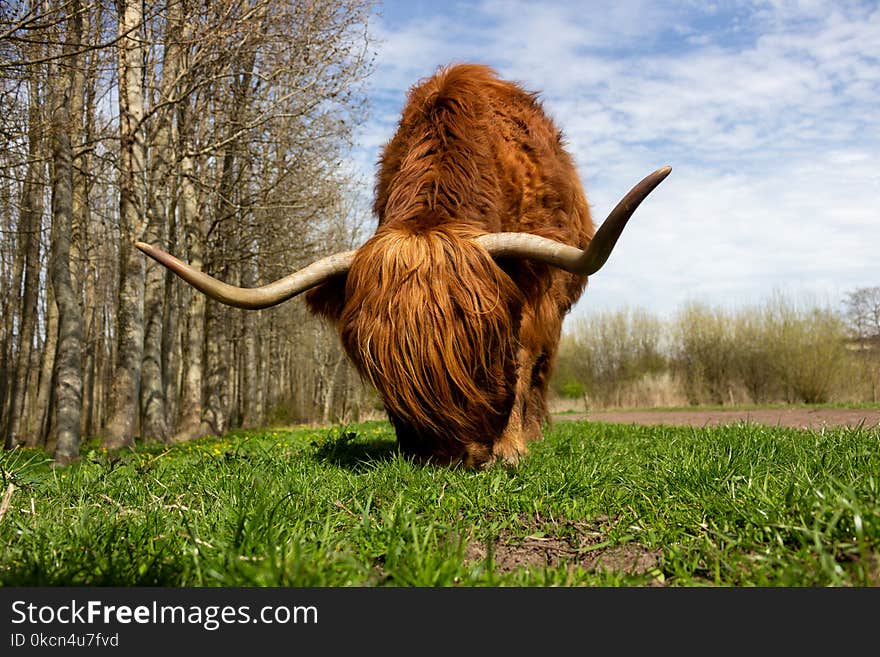 Brown Yak on Green Grass