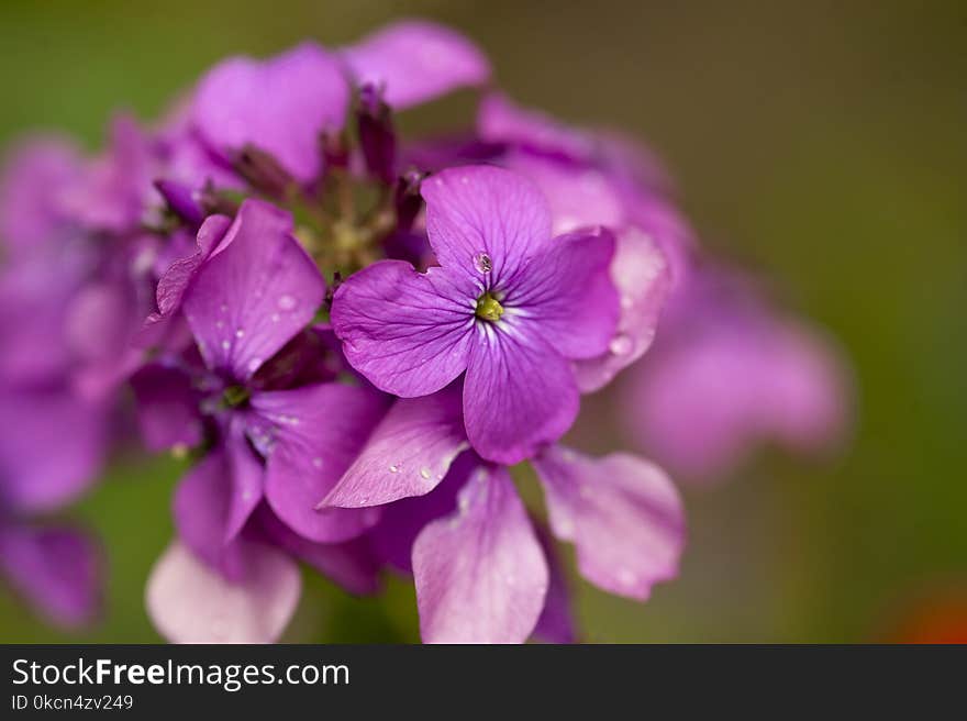 Shallow Focus Photography of Purple Flowers