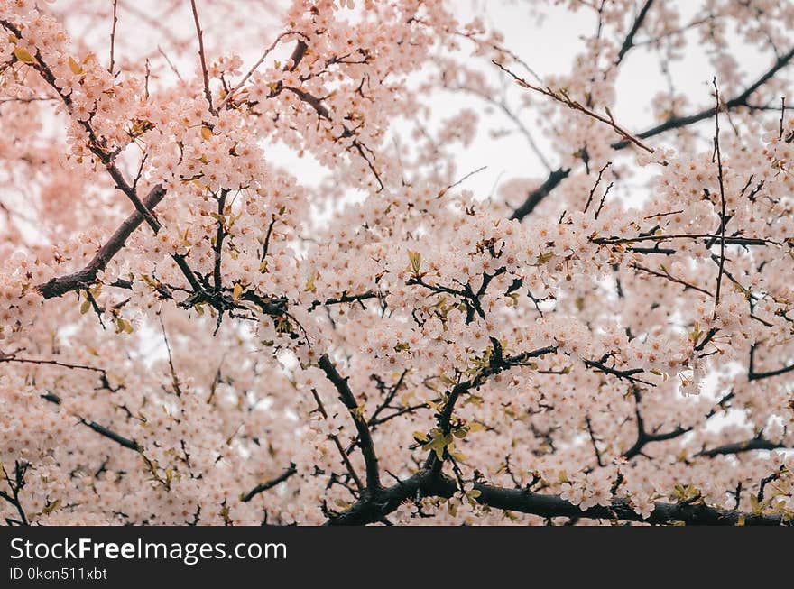 Photography of Cherry Blossom