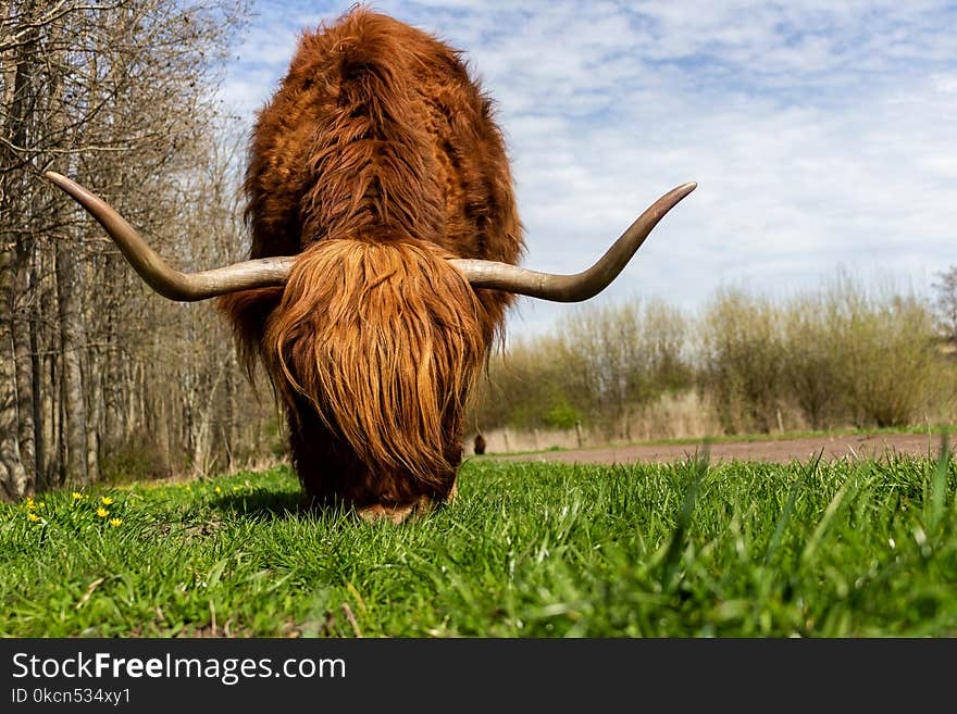 Shallow Focus Photography of Brown Highland Cow