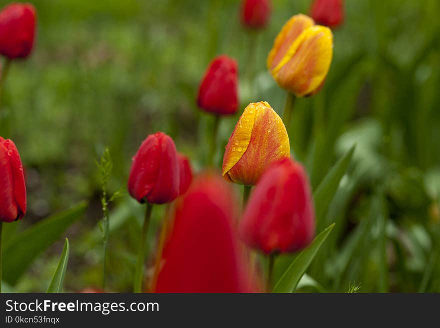 Shallow Focus Photography of Red and Yellow Flowers