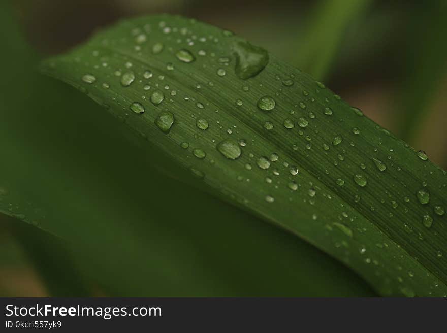 Water Dew Photo of Green Leaf Plant