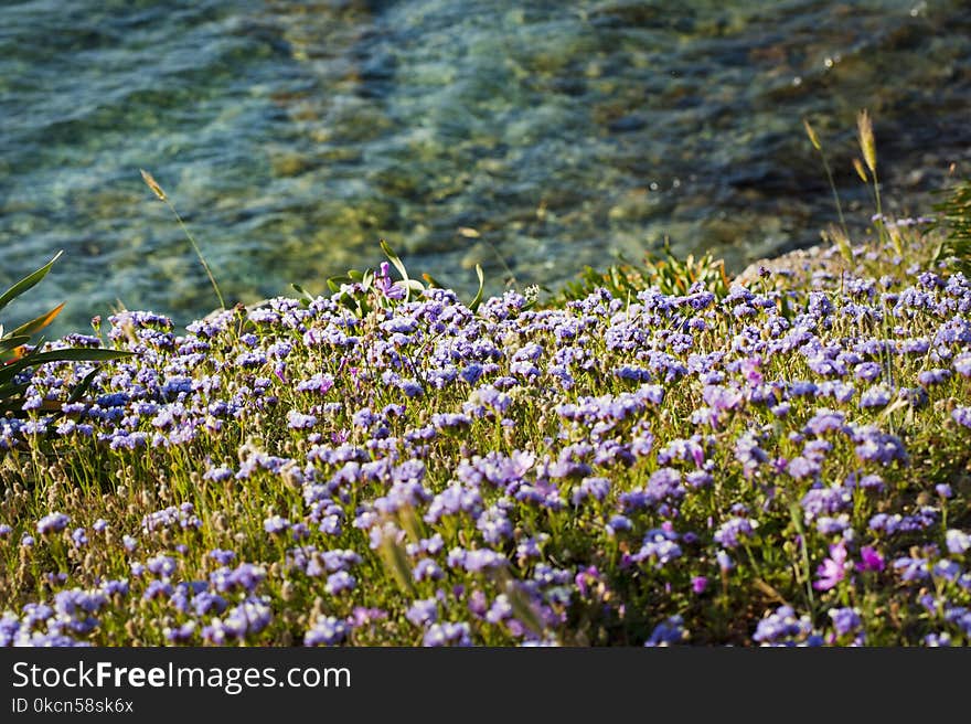 Photo of Field of Flowers Near Water