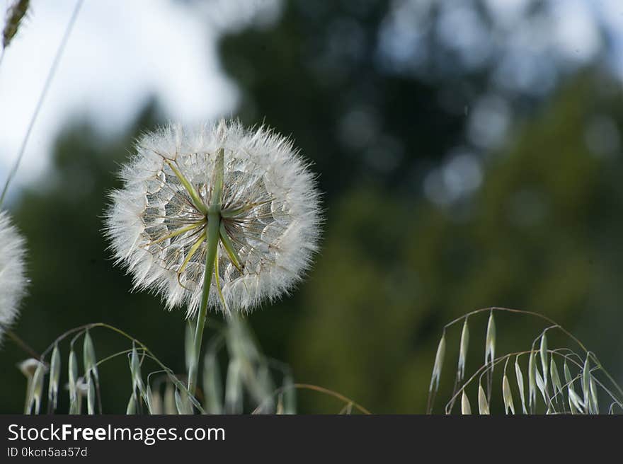 Selective Focus Photo of Dandelion