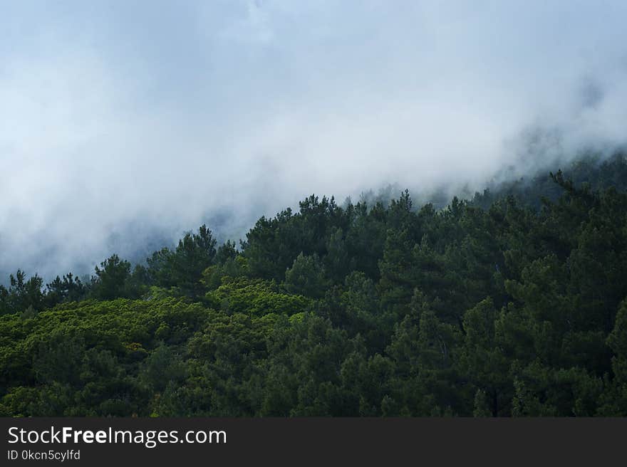 Scenic View of Trees Surrounded by Fog