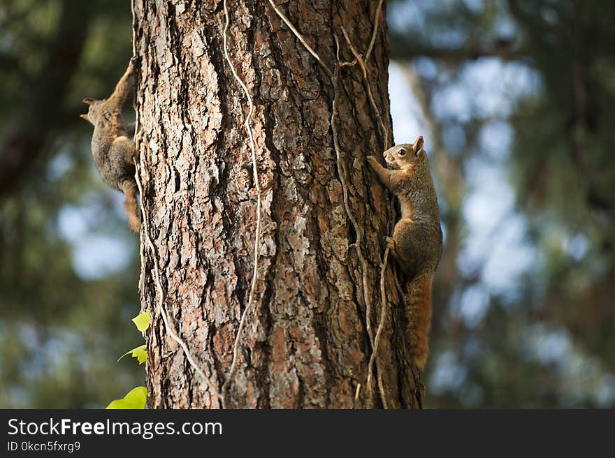 Two Squirrels on Tree Trunk