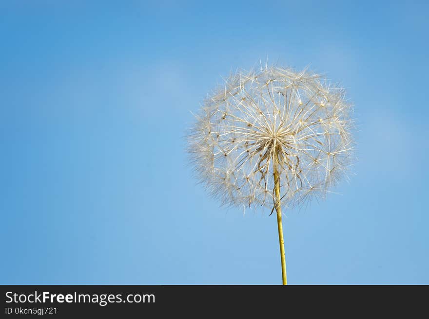 Close-up Photography of White Dandelion