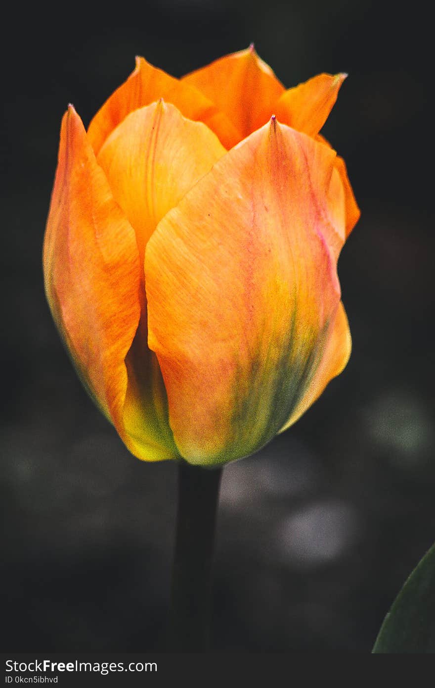 Selective Focus Photography of Orange Tulip Flower