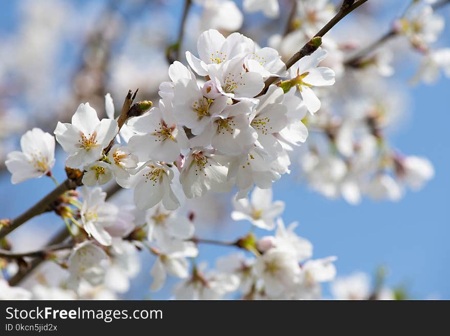 White Cherry Blossom Tree