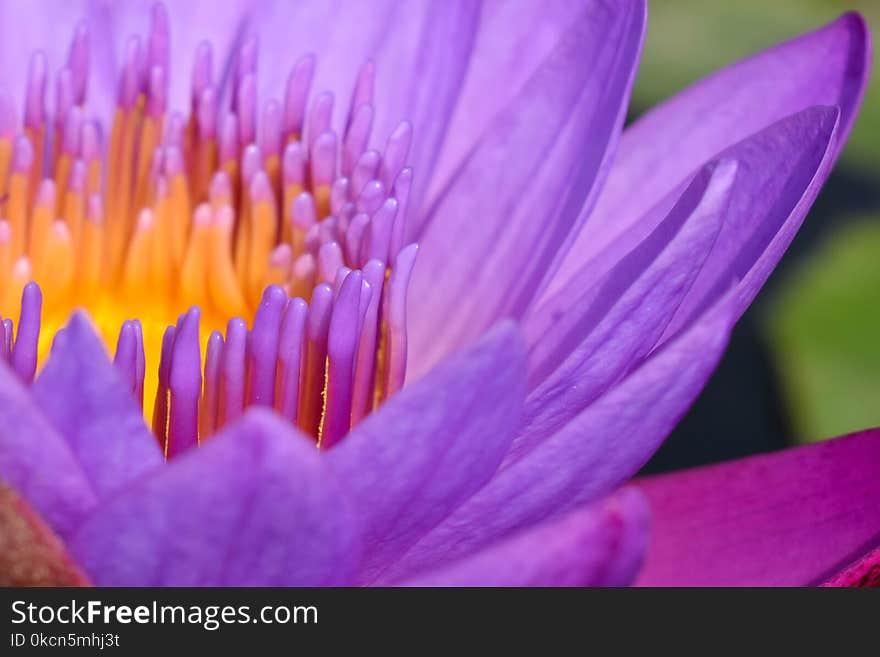 Macro Photography of Purple Flower