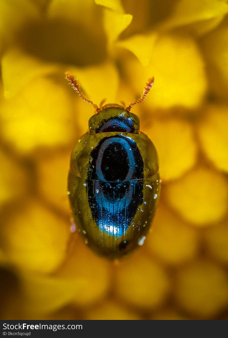 Close-up Photography of Blue Beetle