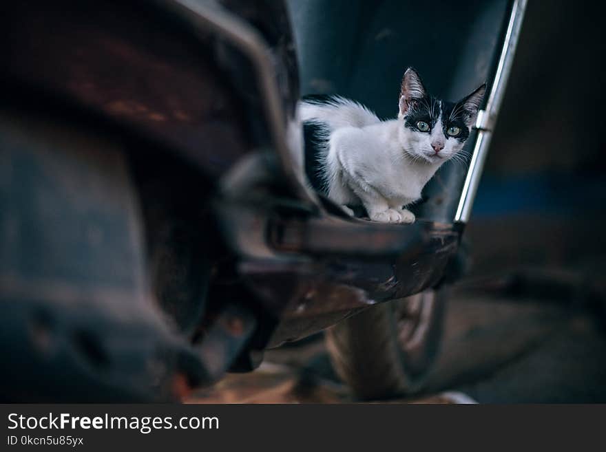 Selective Photography of Bi-color Cat on Motor Scooter