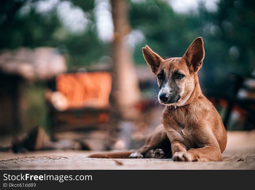 Selective Focus Photography of Tan Dog Prone Lying on Ground at Daytime