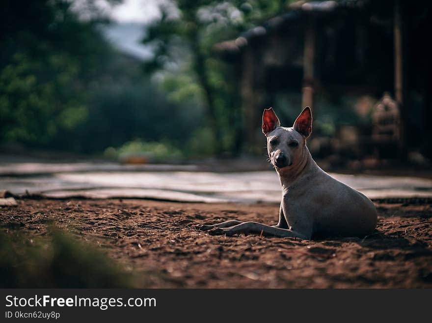 Selective Focus Photography of Short-coated Dog