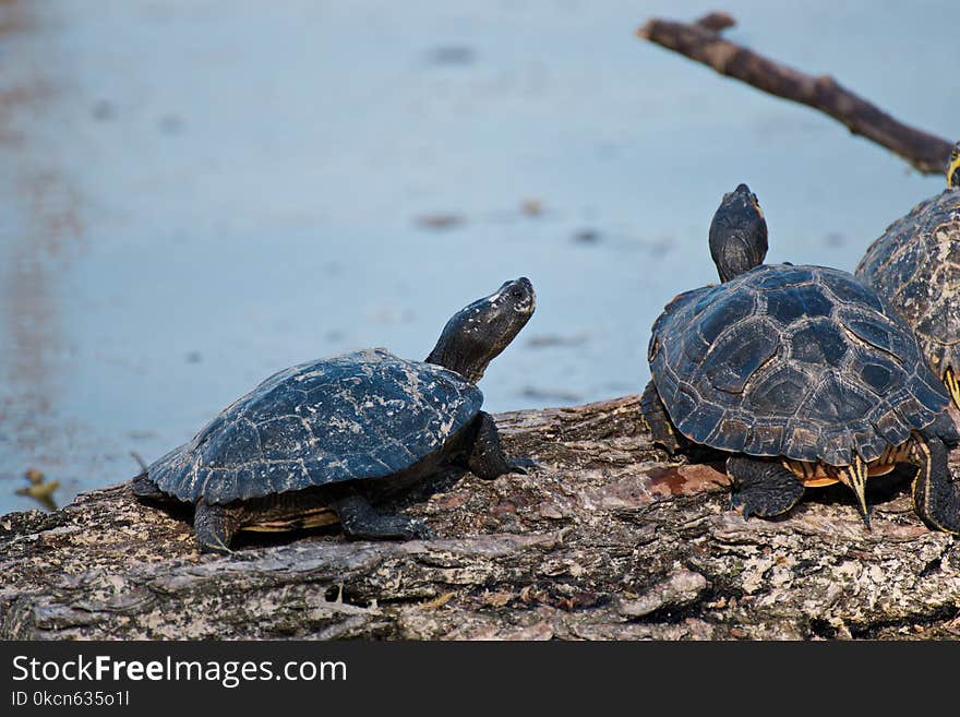 Close-Up Photography of Turtles