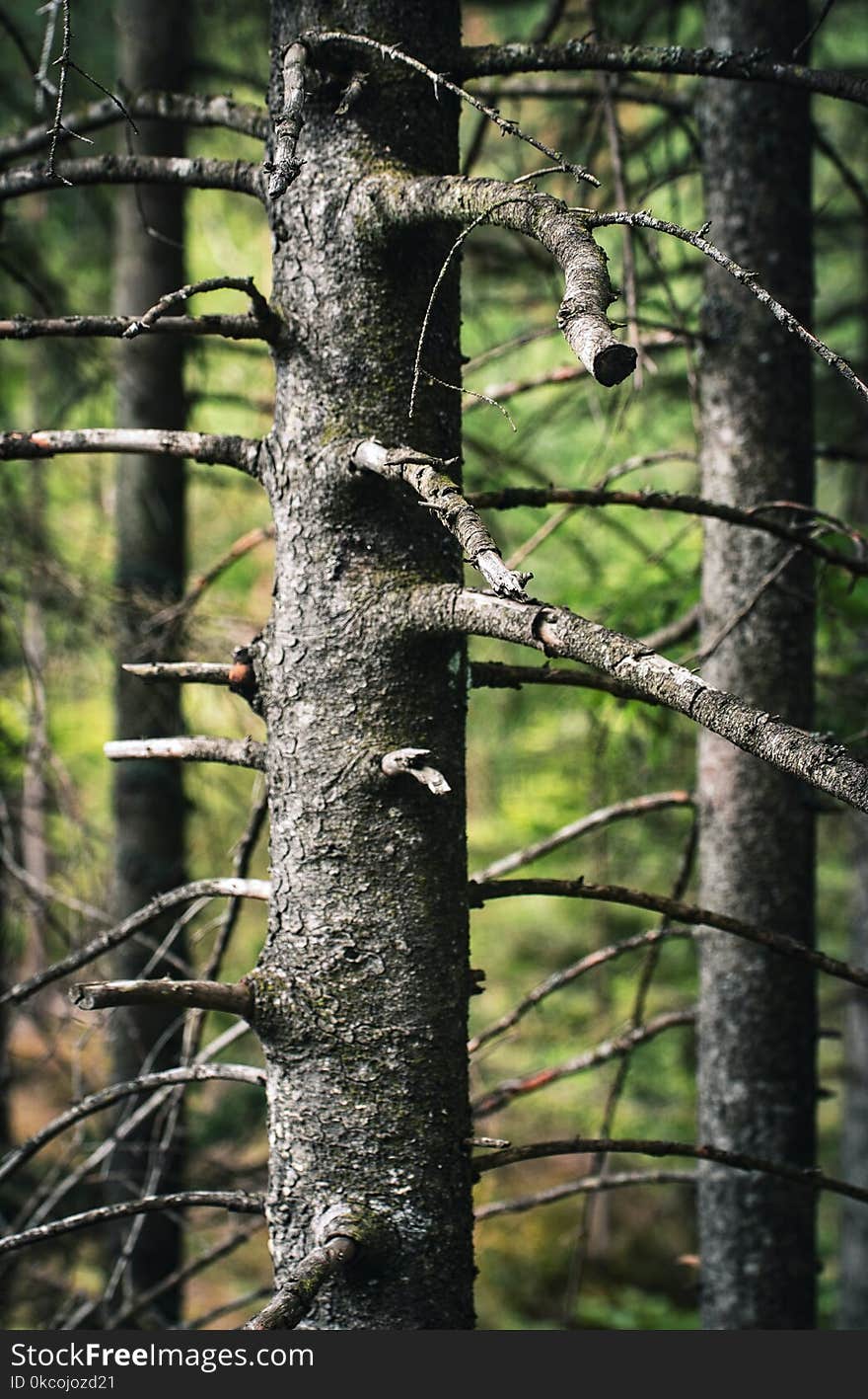 Dark Background Of Old Trees In The Forest