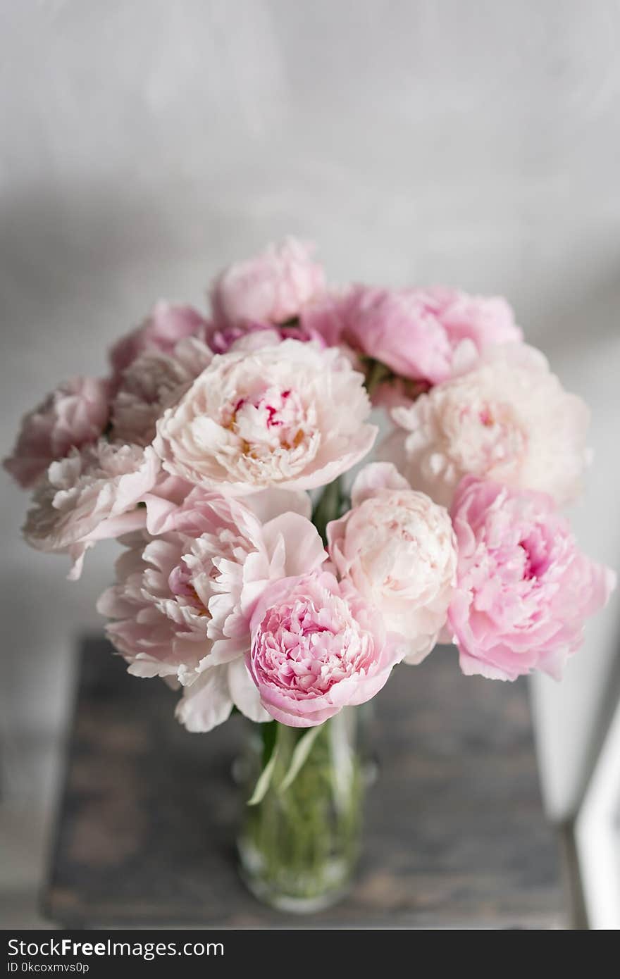 Cute and lovely peony. many layered petals. Bunch pale pink peonies flowers light gray background. Wallpaper, Vertical