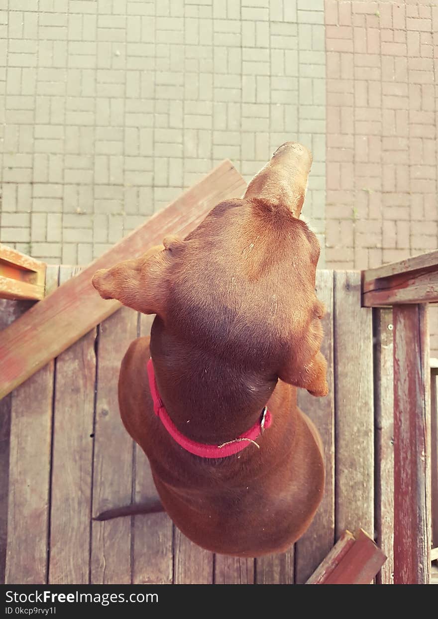 My dog on the wooden balcony. My dog on the wooden balcony