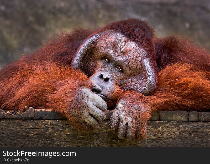 Orangutan relaxing in the natural atmosphere of the zoo. Orangutan relaxing in the natural atmosphere of the zoo.