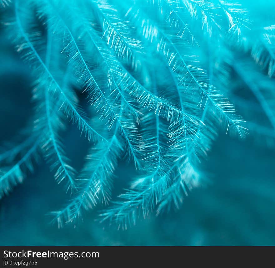 Blue feather as an abstract background. Macro