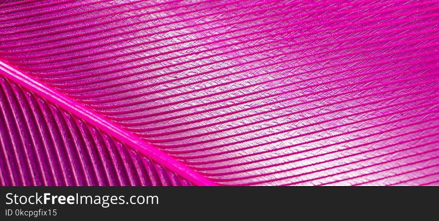 Pink feather as an abstract background