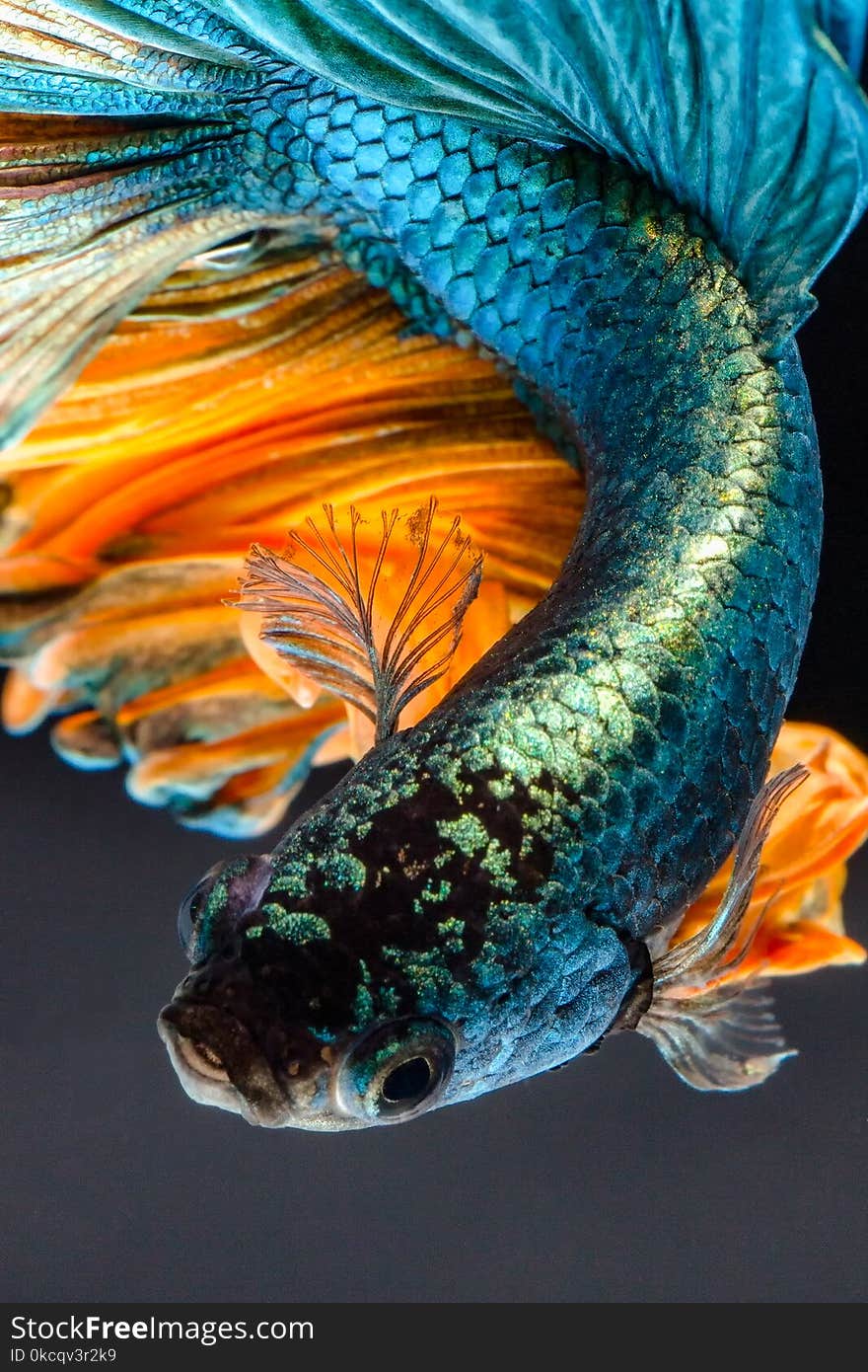 betta fish, siamese fighting fish Half moon isolated on black background