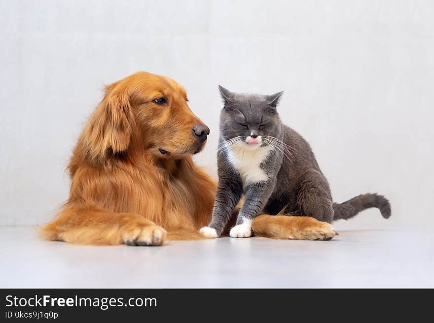 British short hair cat and golden retriever friendly to get along. British short hair cat and golden retriever friendly to get along