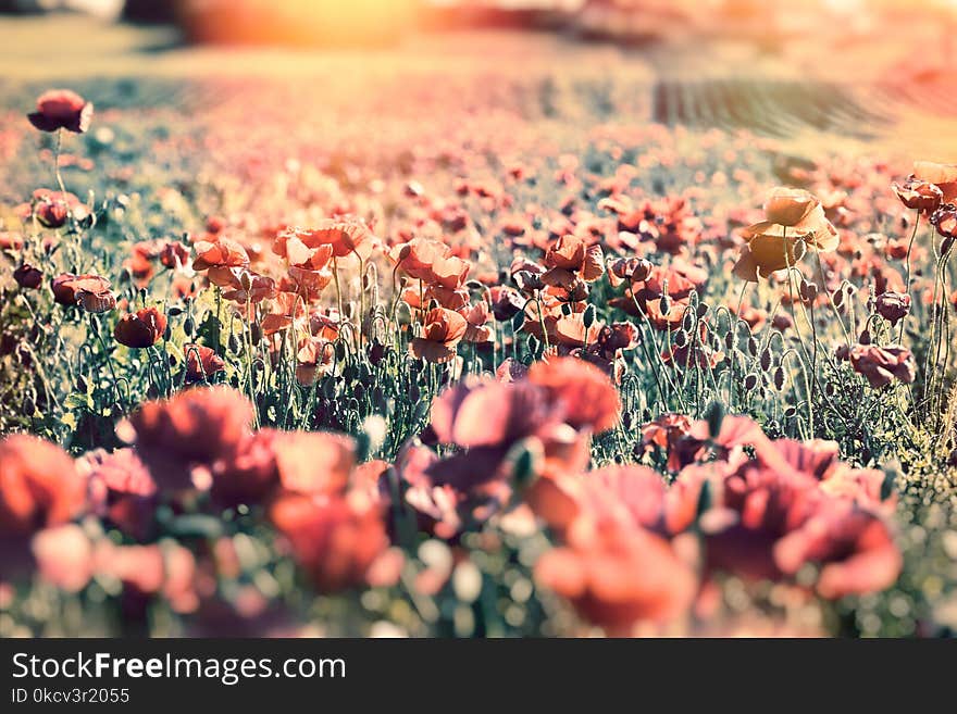 Selective focus on poppy flower - wild, red poppy flower flowering in meadow