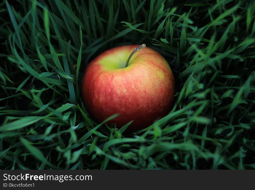 Fresh red apple fruit on green grass in the garden, healthy and eco concept