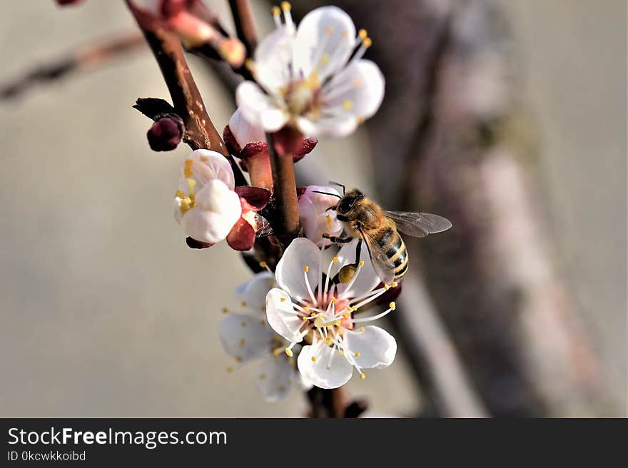 Bee, Honey Bee, Blossom, Insect