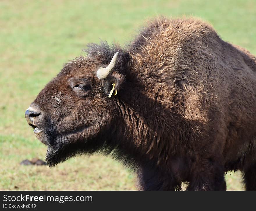 Bison, Cattle Like Mammal, Terrestrial Animal, Wildlife