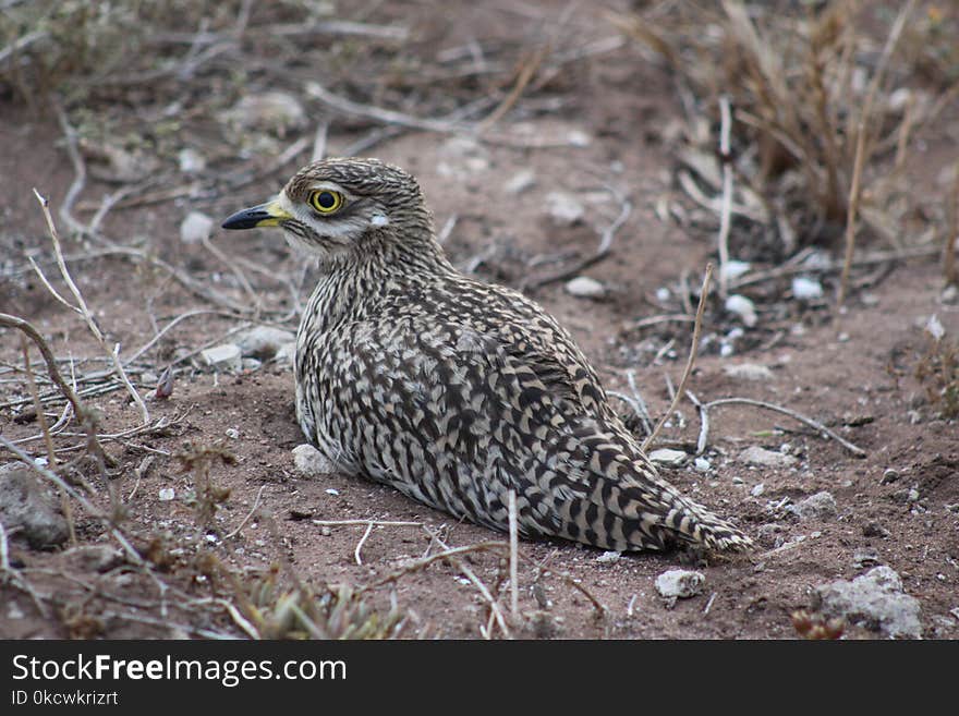 Bird, Fauna, Ecosystem, Wildlife