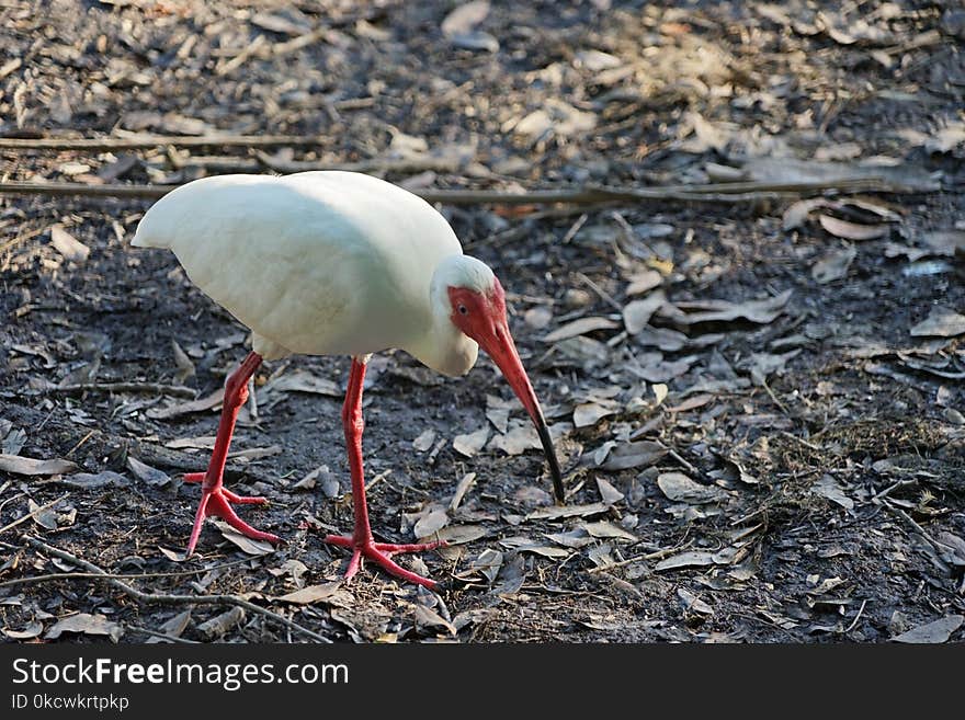 Bird, Ibis, Beak, Fauna