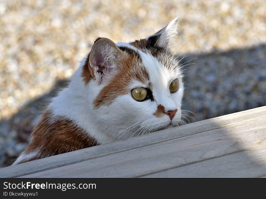 Cat, Whiskers, Fauna, Small To Medium Sized Cats