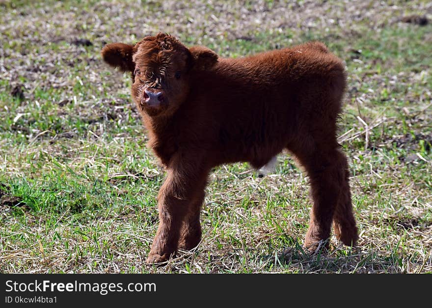 Cattle Like Mammal, Terrestrial Animal, Bison, Grazing