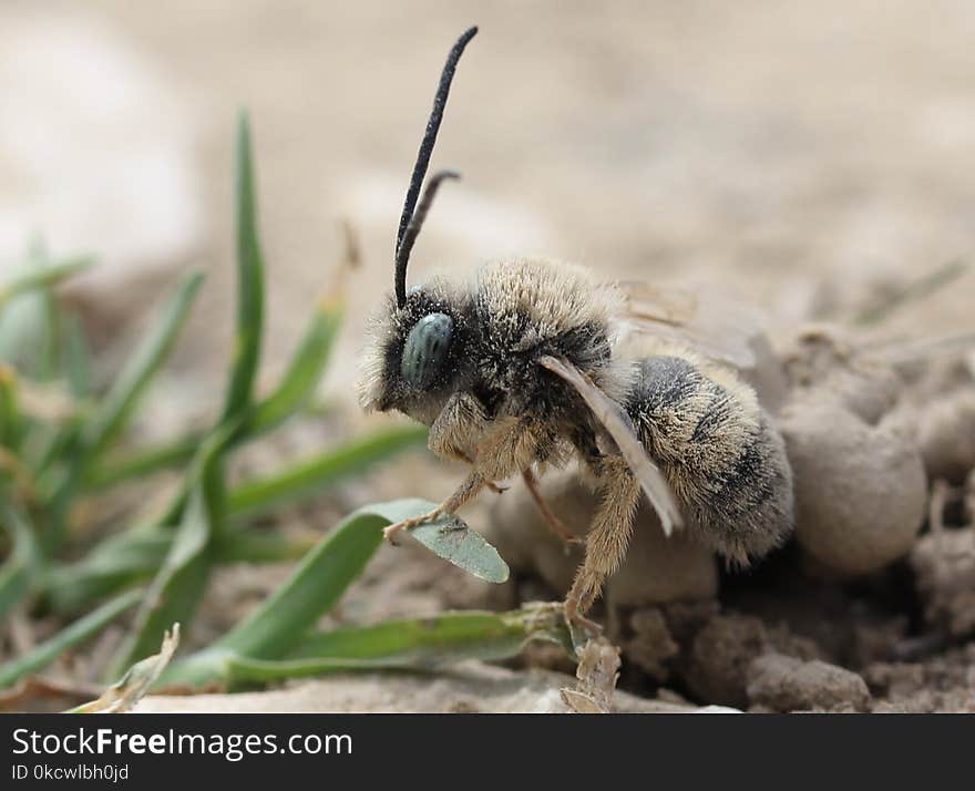 Insect, Bee, Invertebrate, Membrane Winged Insect