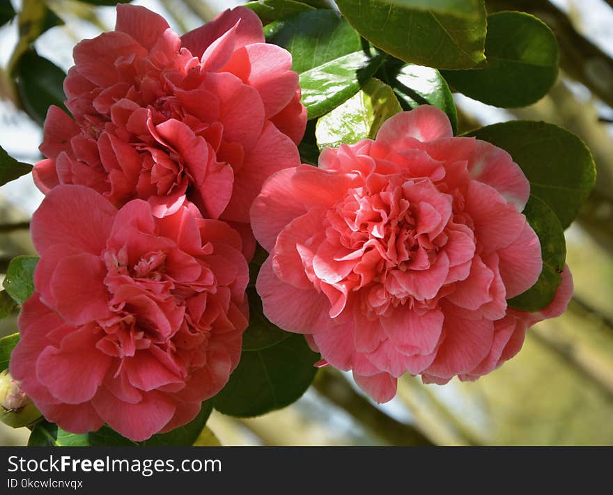 Flower, Plant, Flowering Plant, Pink