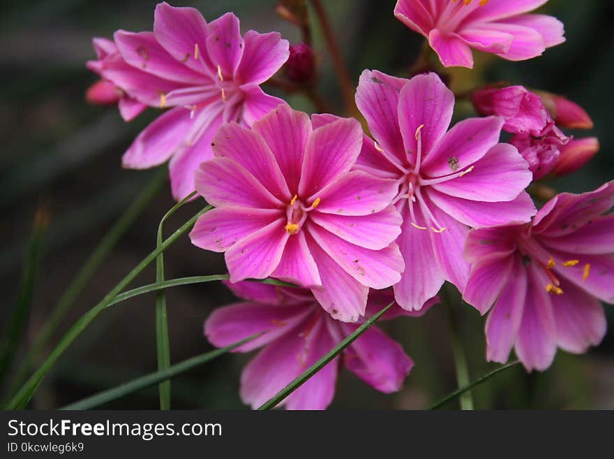 Flower, Plant, Flora, Flowering Plant