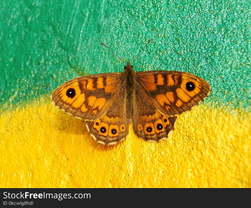 Butterfly, Moths And Butterflies, Insect, Invertebrate