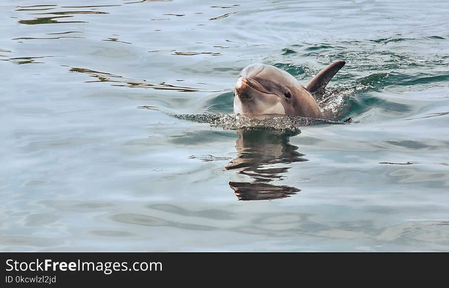 Fauna, Water, Water Bird, Wildlife