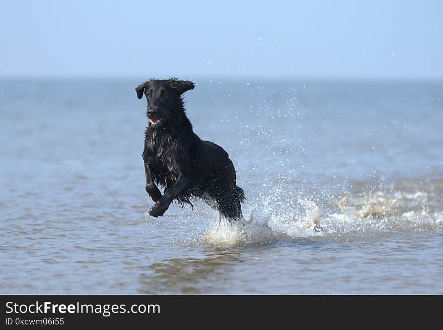 Dog, Dog Like Mammal, Dog Breed, Wave