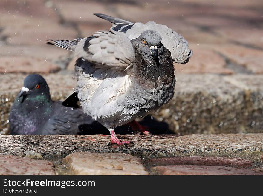 Bird, Beak, Fauna, Pigeons And Doves