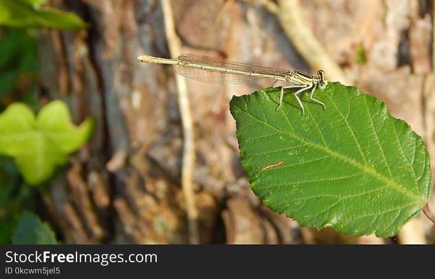 Insect, Damselfly, Invertebrate, Leaf