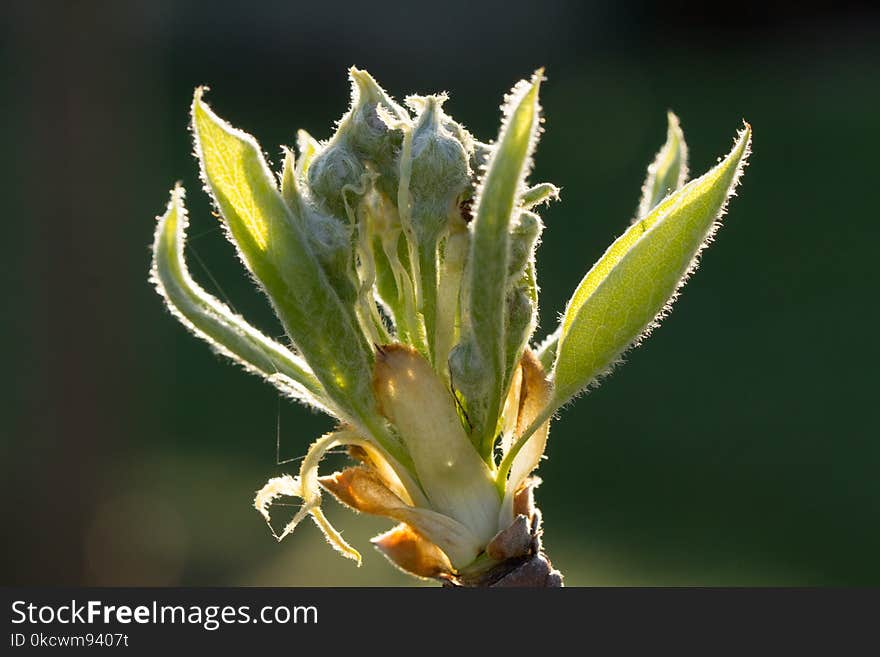 Plant, Flora, Plant Stem, Bud